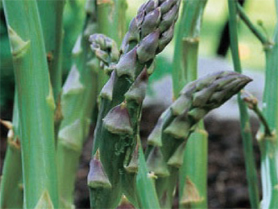 “asparagus1”