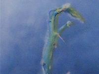 asparaguspat1