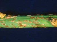 asparaguspat3
