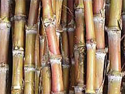 “cane1”