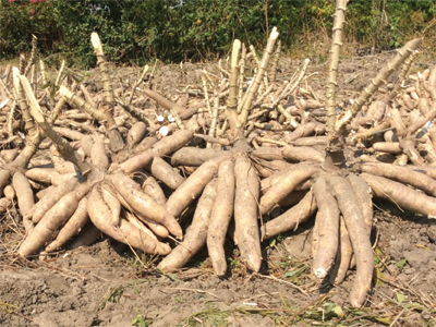 “cassava1”