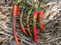 chillipat1