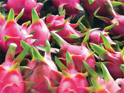 crop2
