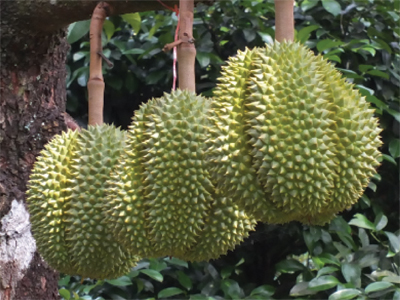 “durian1”