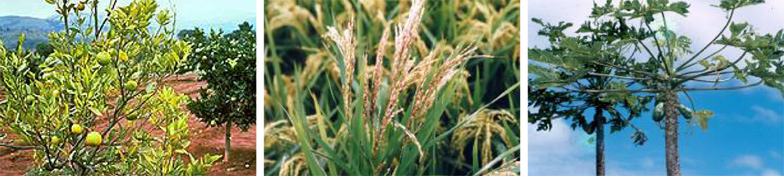 elicir01