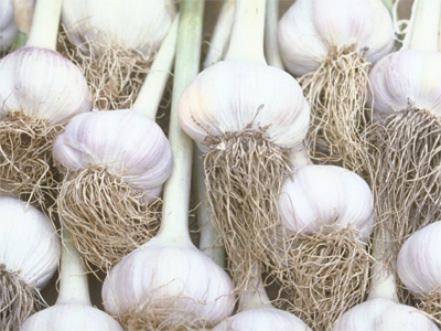 “garlic1”
