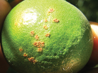 limepat1