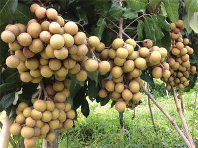 “longan1”