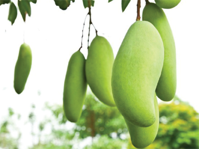 “mango1”