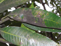mangopat1