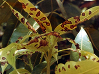 mangopat2