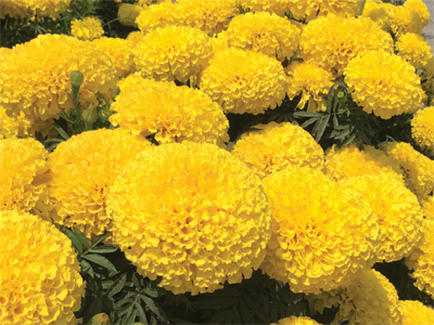 “marigold1”