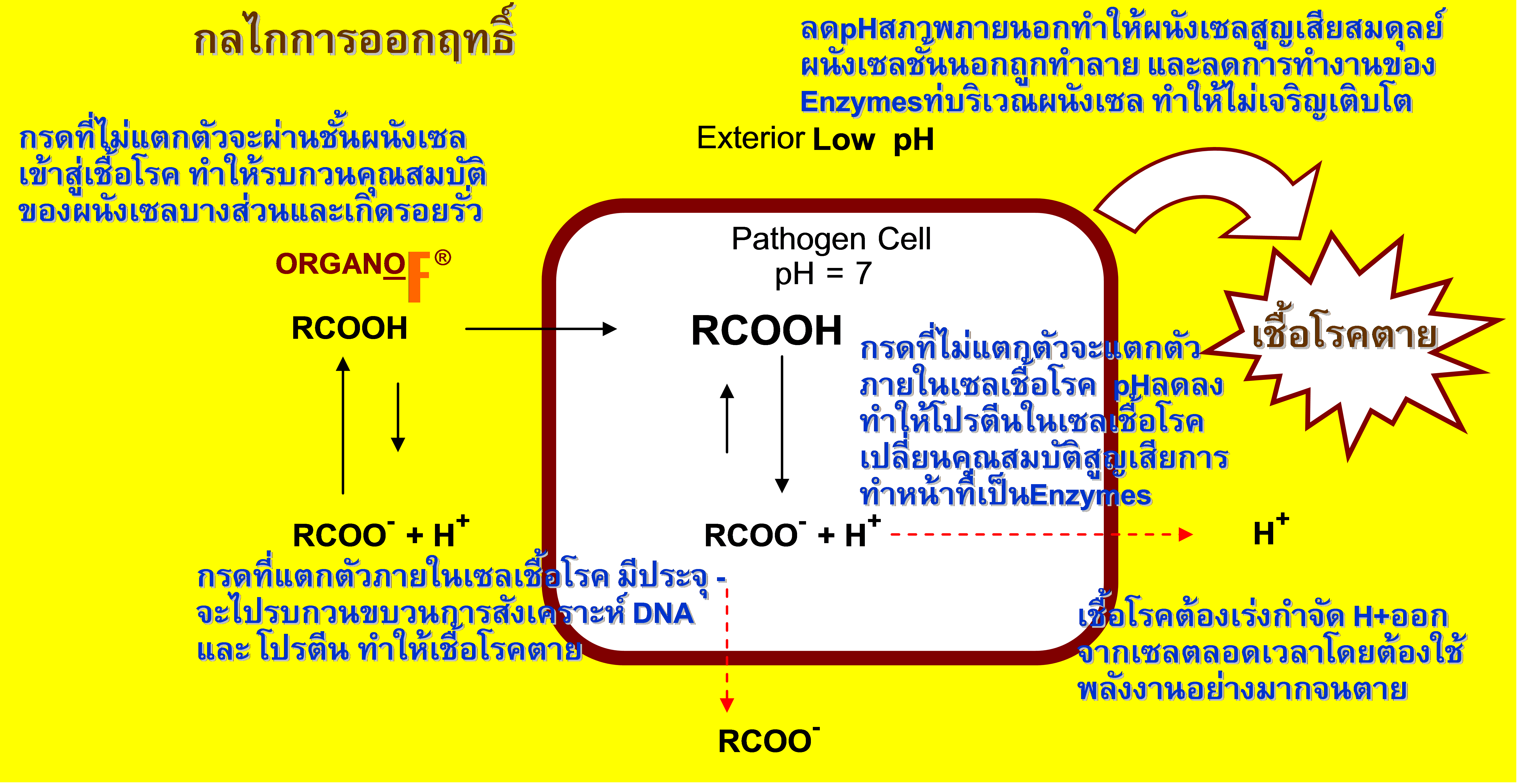 organo-f3