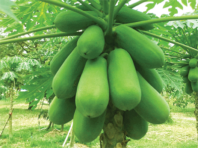 “papaya1”