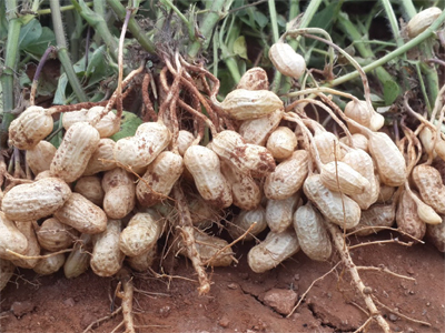 “peanut1”