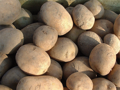 “potato1”