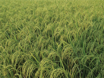 “rice1”
