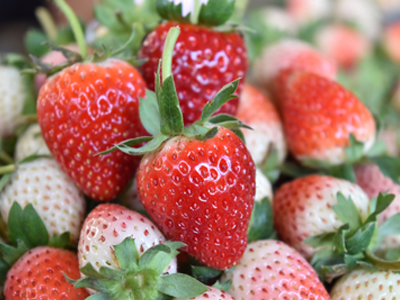 “strawberry1”