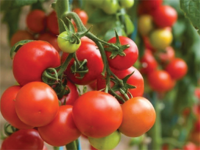 “tomato1”