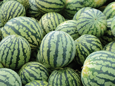 “watermelon1”
